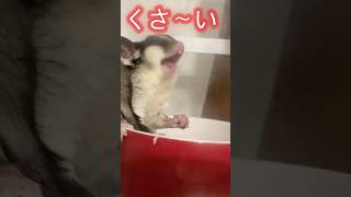 【小動物】フクロモモンガの苦笑い【生き物】#僕に近づくとくさ〜い！#かわいい #モモンガ #生き物