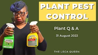 Plant PEST Control and other plant QUESTIONS answered | Leca Queen