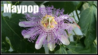 Maypop (Passiflora incarnata) - Ninja Gardening - Episode 33