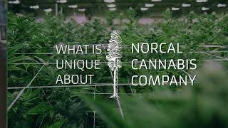 We Are the Norcal Cannabis Company