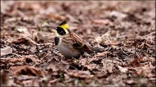 ミヤマホオジロ雄の食事