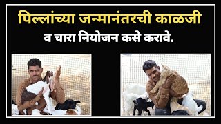 माझ्या आधुनिक शेती फार्मवरील पिल्लांचे नियोजन..#goat #बकरी #modern #adhunik