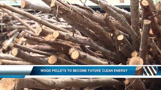 Wood pellets to become future clean energy
