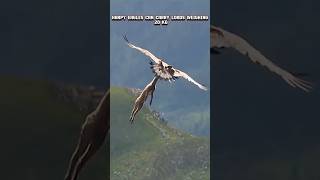 Golden eagle vs Harpy eagles #goldeneagle #harpyeagle #trending #viral #animals #youtubeshorts #fyp