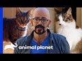 Jackson Galaxy Helps Cat Rivalry Come to an End | My Cat From Hell