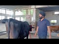 98725 10772 black jersey cow sale area jalandhar