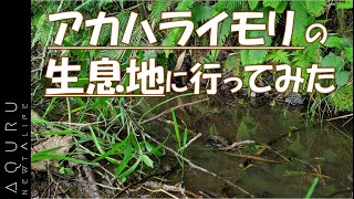 アカハライモリ採取観察！生息地に行ってみた