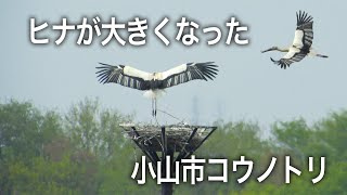 コウノトリのヒナの成長記録2 / 4月24日 / 渡良瀬遊水地小山市