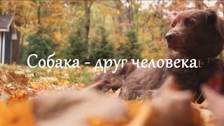 Собака - друг человека