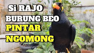 Si RAJO BURUNG BEO PINTAR NGOMONG‼️