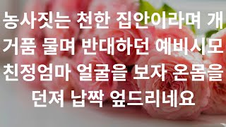 농사짓는 천한 집안이라며 개거품 물며 반대하던 예비시모 친정엄마 얼굴을 보자 온몸을 던져 납짝 엎드리네요