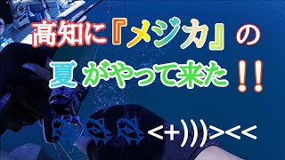 【釣り】　高知に『メジカ（ソウダガツオ）』の夏がやって来た！！！！