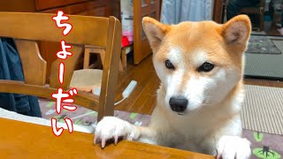 冬も美味しいものたくさん食べたい柴犬