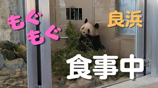 良浜 食事中 #アドベンチャーワールド Giant Panda Rauhin [Japan]