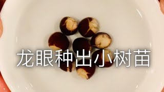 买不到龙眼树，那就自己用种籽种吧，被打劫后的余生出来的小苗非常健壮