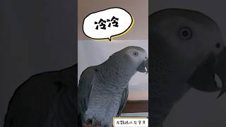 灰鸚鵡小灰寶貝說：冷冷熱熱 #小灰寶貝parrot #灰鸚鵡愛說話 #灰鸚鵡愛講話 #灰鸚鵡小灰 #灰鸚鵡小灰寶貝