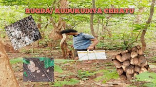 Asa Khojiba Kudukudiya(କୁଡୁକୁଡ଼ିଆ) ଛତୁ ll Find Ghumusar Jungle, Bhanjanagar