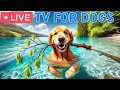 🔴 24 hours of Dog TV🎵Dog Calming Video for Dogs🐶🩷Separation Anxiety Music for dogs to go to sleep💤