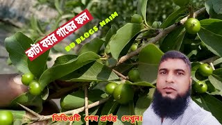 কাটা বহার গাছের ফল|সুন্দর বন অঞ্চলের কাটা বহার গাছ|BD BLOGS NaiM.