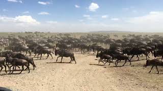 アフリカタンザニアサファリ　vol.7 ヌーの水飲み場