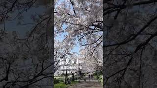 満開の桜の木の下を歩きました。穏やかな日差しと柔らかな花びらが優しく包み込んでくれました。#桜 #お散歩