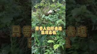 熊老师开课啦｜遇到野生大熊猫怎么办？