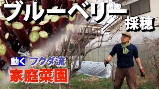 【家庭菜園】ブルーベリーの採穂　冷蔵する穂木は１月に