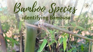 Bamboo species identification with Natalia Reategui: Bambusa balcooa