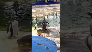 Penguin Chick chasing its Mum at Edinburgh Zoo