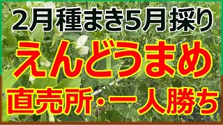 スナップえんどう・うすいえんどう　2月種まき5月収穫　今年は成功しました