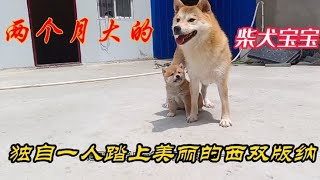 独生子柴犬宝宝小浣熊即将离开妈妈，独自一人去往美丽的西双版纳