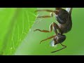 Macro of ants, flies, and an inchworm: Tiny Worlds July 2022