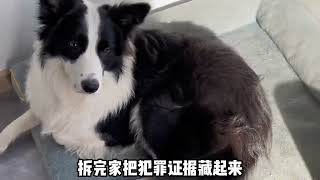 养边牧真的很累，因为他可能会觉得你又笨又懒#边牧 #边境牧羊犬