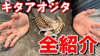 今なら選べる！うちのキタアオジタ全紹介！【DREXX｜キタアオジタトカゲ】