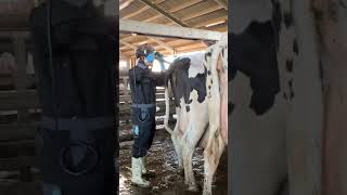 Unbelievable Miracle: A Cow That Laid Eggs! 🐄🥚 Prepare to Be Amazed