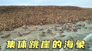 海象聚集悬崖边，上演80米集体跳崖，只因气候变暖，纪录片