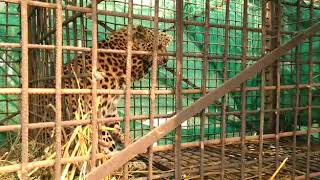 Leopard caged in Madarihat