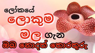 The world's largest flower - ලෝකයේ විශාලම මල 🇱🇰myclass