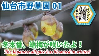 インゲン散歩'22 野草園01 冬本番、蝋梅が咲いたよ！ 2022.1.10 ( The Japanese allspice has bloomed in winter!)