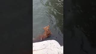 ANG ASONG MAHILIG MAG SWIMMING #petlover #pets #best #satisfying #shorts