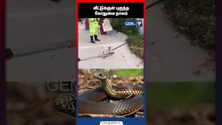 வீட்டுக்குள் புகுந்த கோதுமை நாகம்#snake