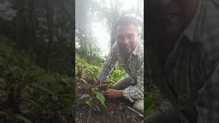 mis plantas de café en crecimiento, limpieza a mano