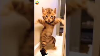 bili Ny dance kra #funny #cat #dance