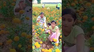 ചെണ്ടുമല്ലി(ബന്തിച്ചെടി)/#shortsvideo #malusvlog #krishiChendumalli poo |Marigold plant caring tips|