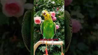 #带着宠物去赏花 #年轻人养宠图鉴 #cuteparrot #parrot #pets