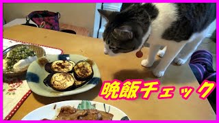 2016.08.02 CatsDiary 【♀猫こむぎ＆♂猫だいずの動画日記】