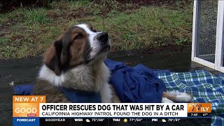 Officer rescues dog that was hit by car