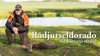 Jaktresan: Rådjurseldorado vid Vätterns strand