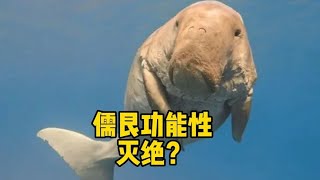 儒艮功能性灭绝？你们在海边见过吗？