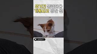 판사님 저는 가만히 있었어요  #유기견임보